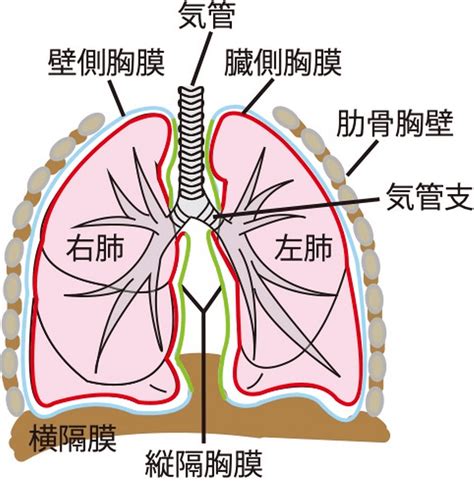 胸部位置|肺の解剖と機能について